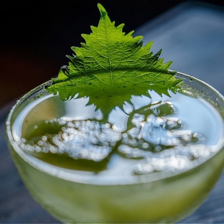 サケサケミュール